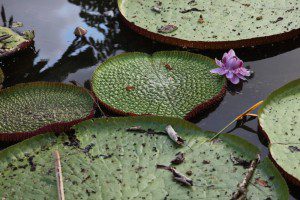 Beata Pawlikowska - Dżungla Amazońska 2015