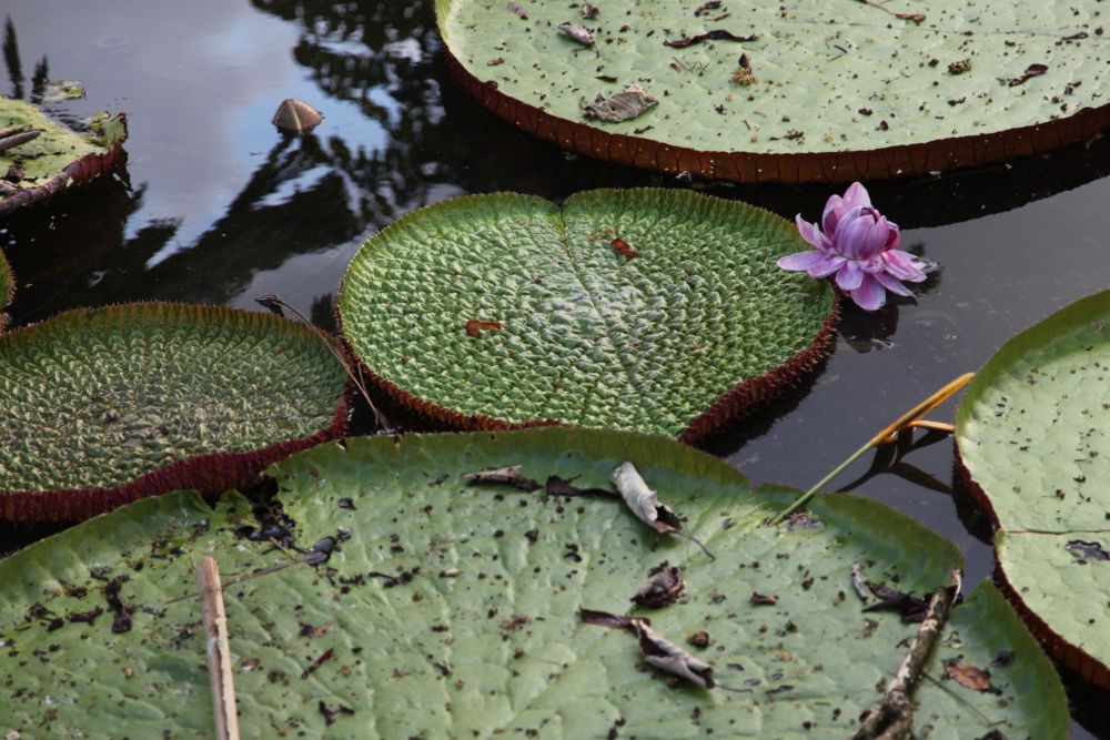 Beata Pawlikowska - Dżungla Amazońska 2015